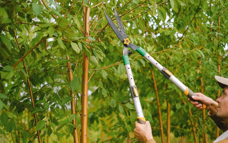 Tree trimming in Counce, TN