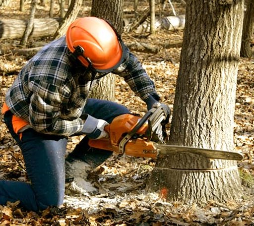 Tree Removal in Counce, TN